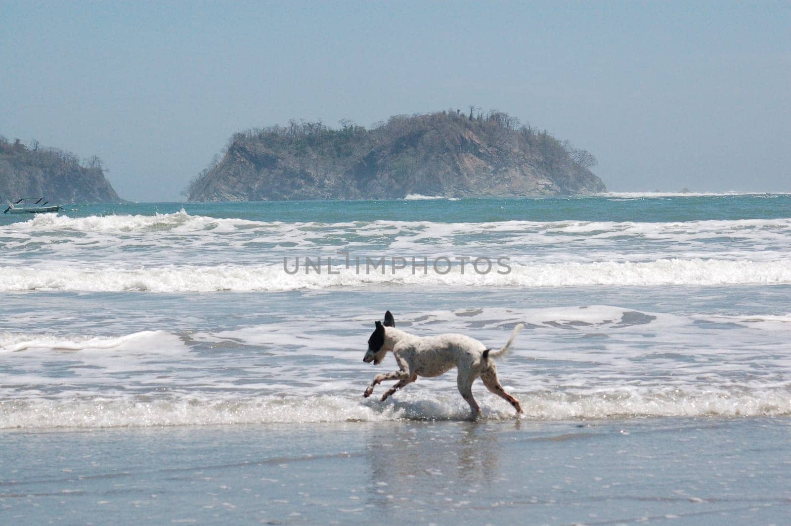 Dog on holiday