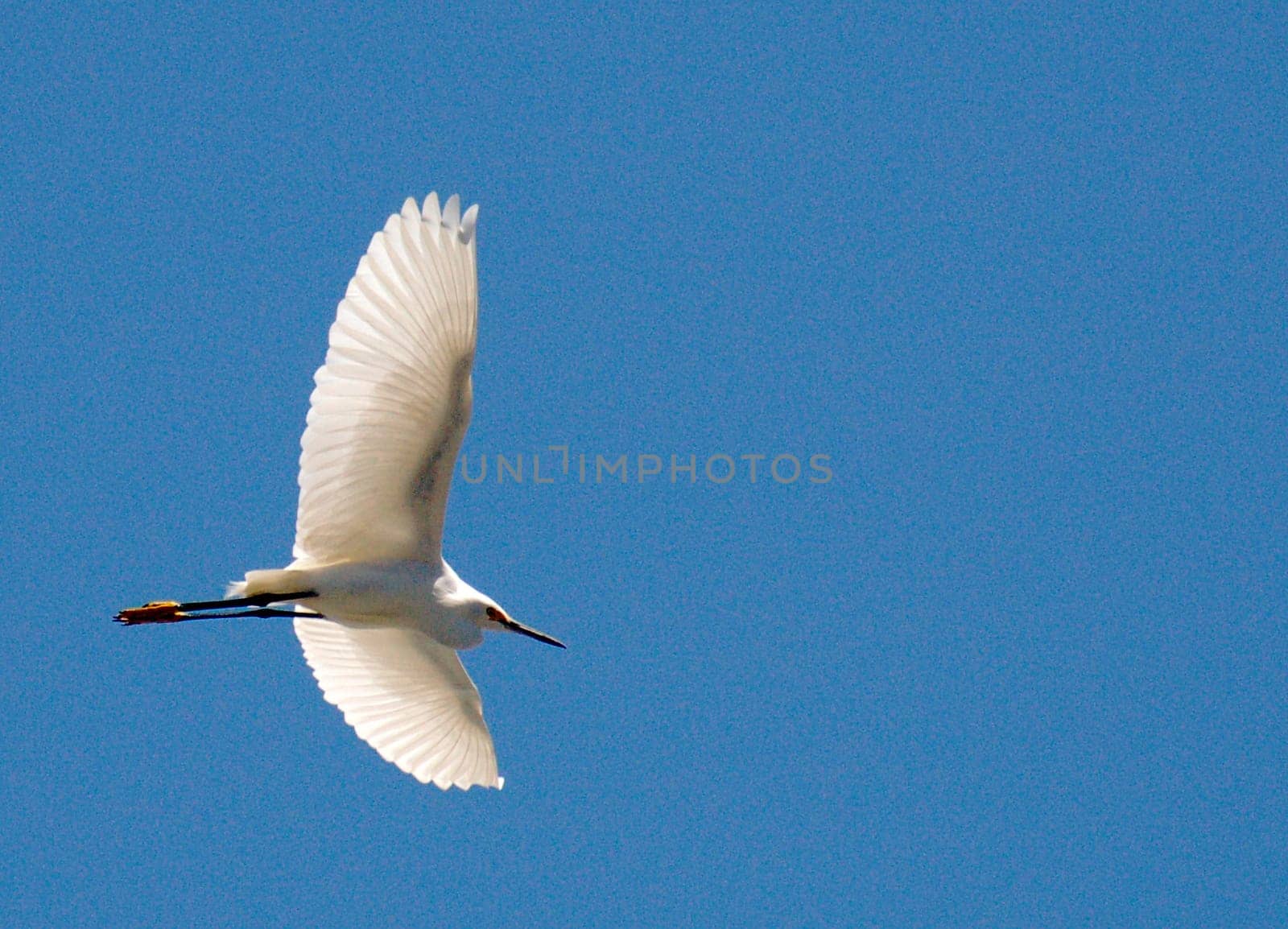 Heron flight