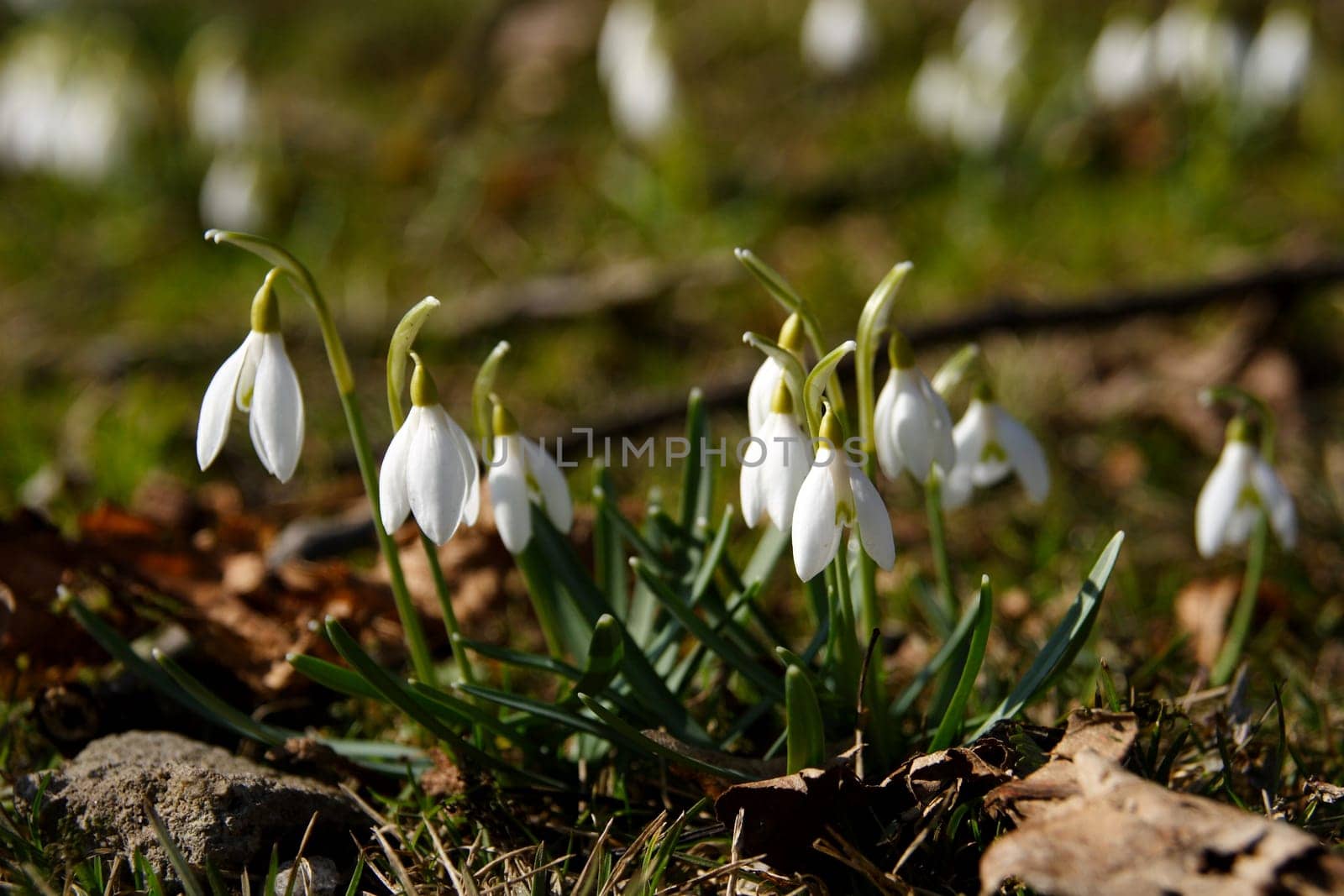 Herald of Spring 3