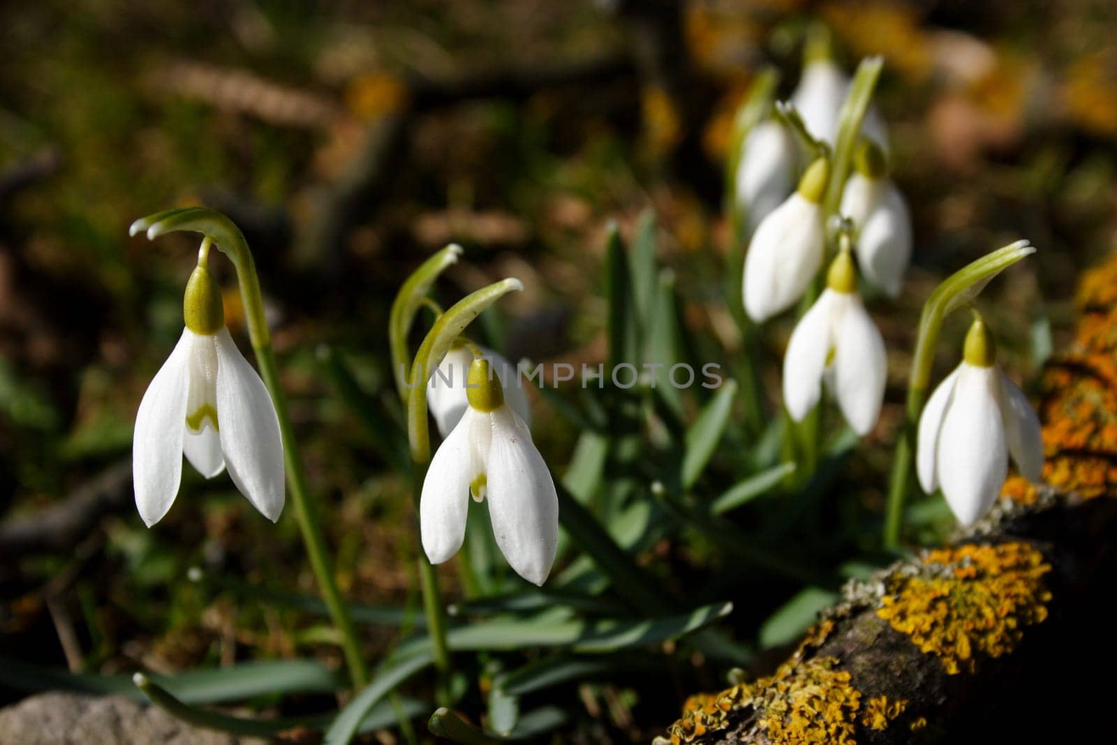 Herald of Spring 8