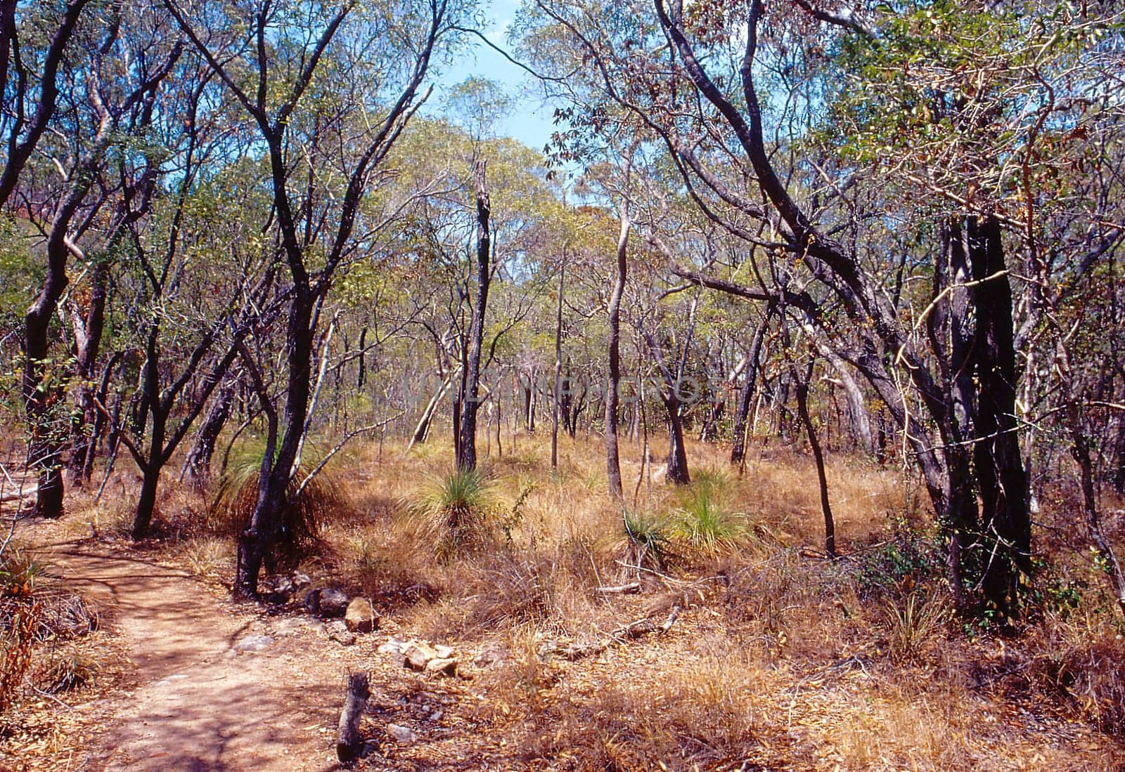 Scan from slide