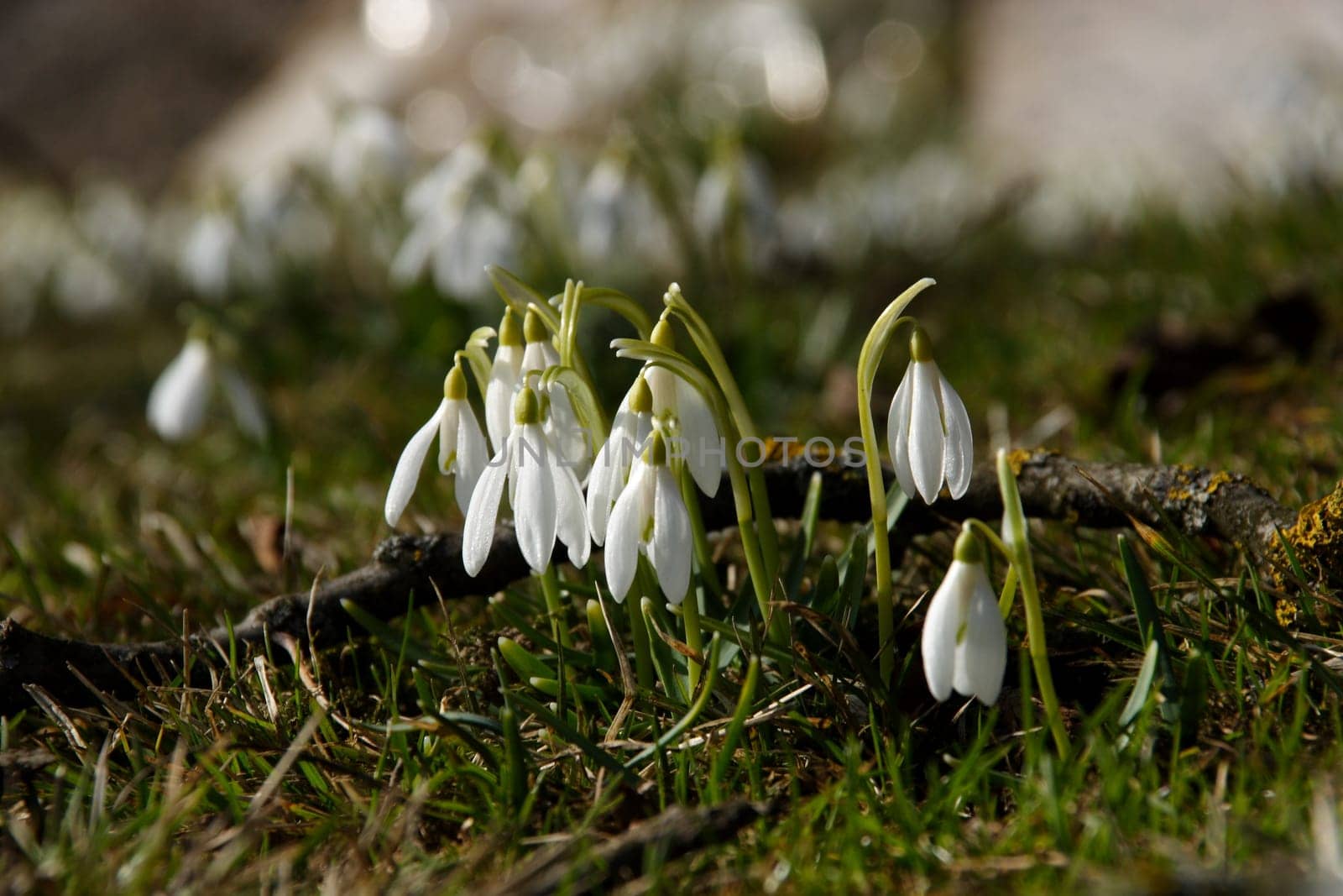 Herald of Spring 2