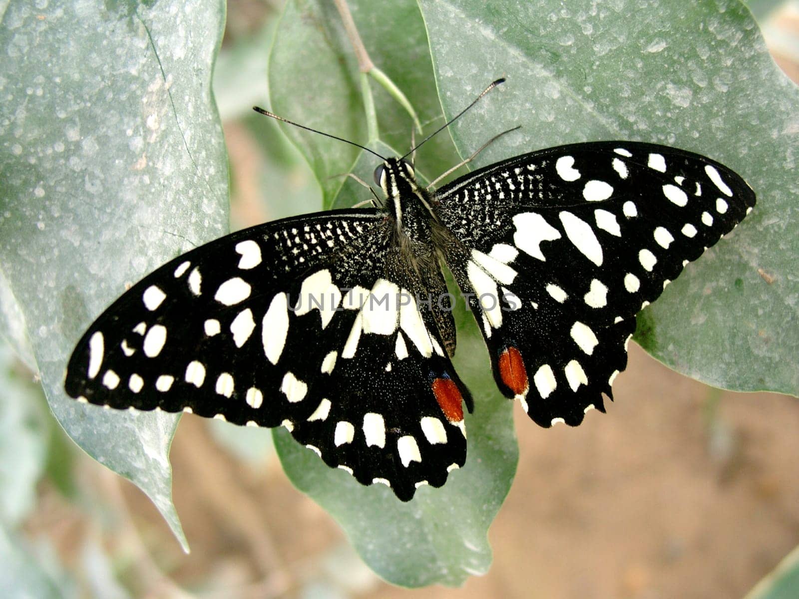 Butterfly