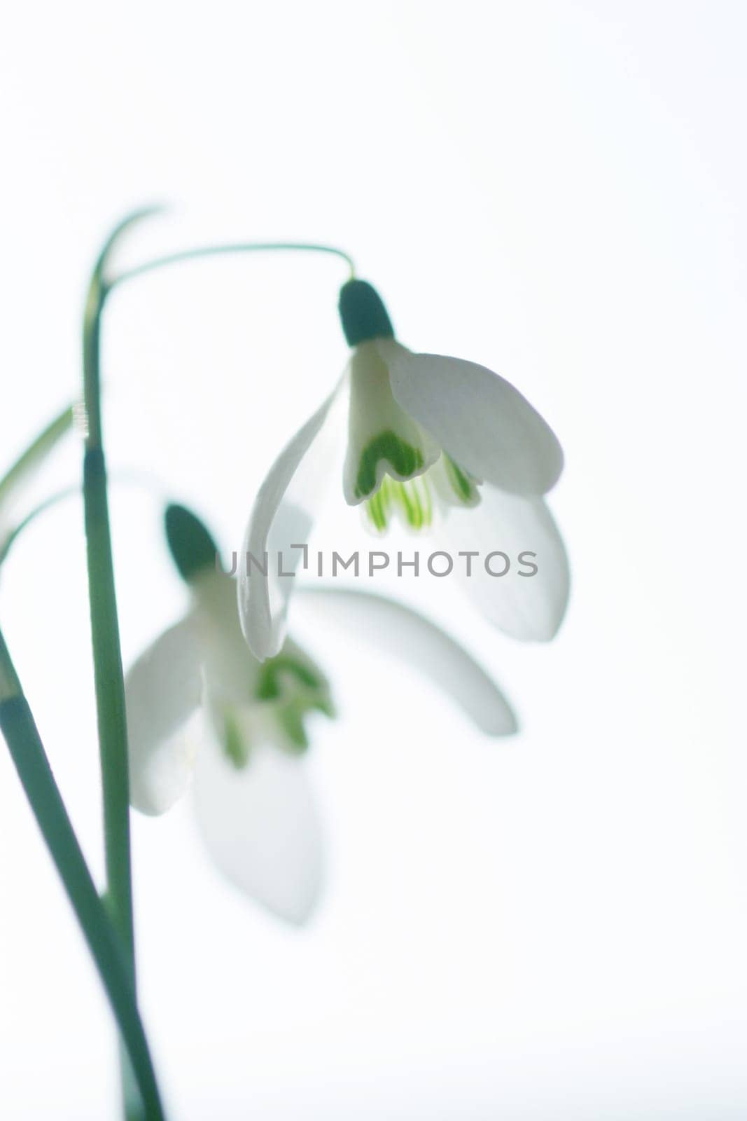 Double snowdrop