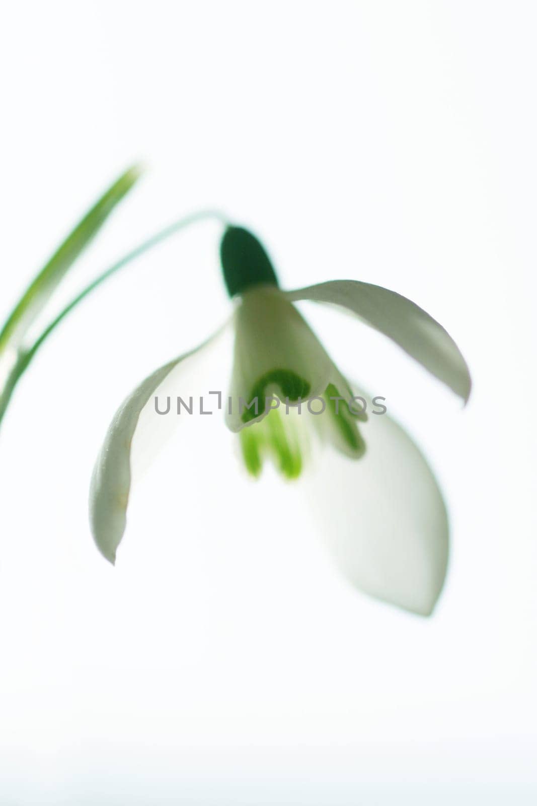 Fresh flowering