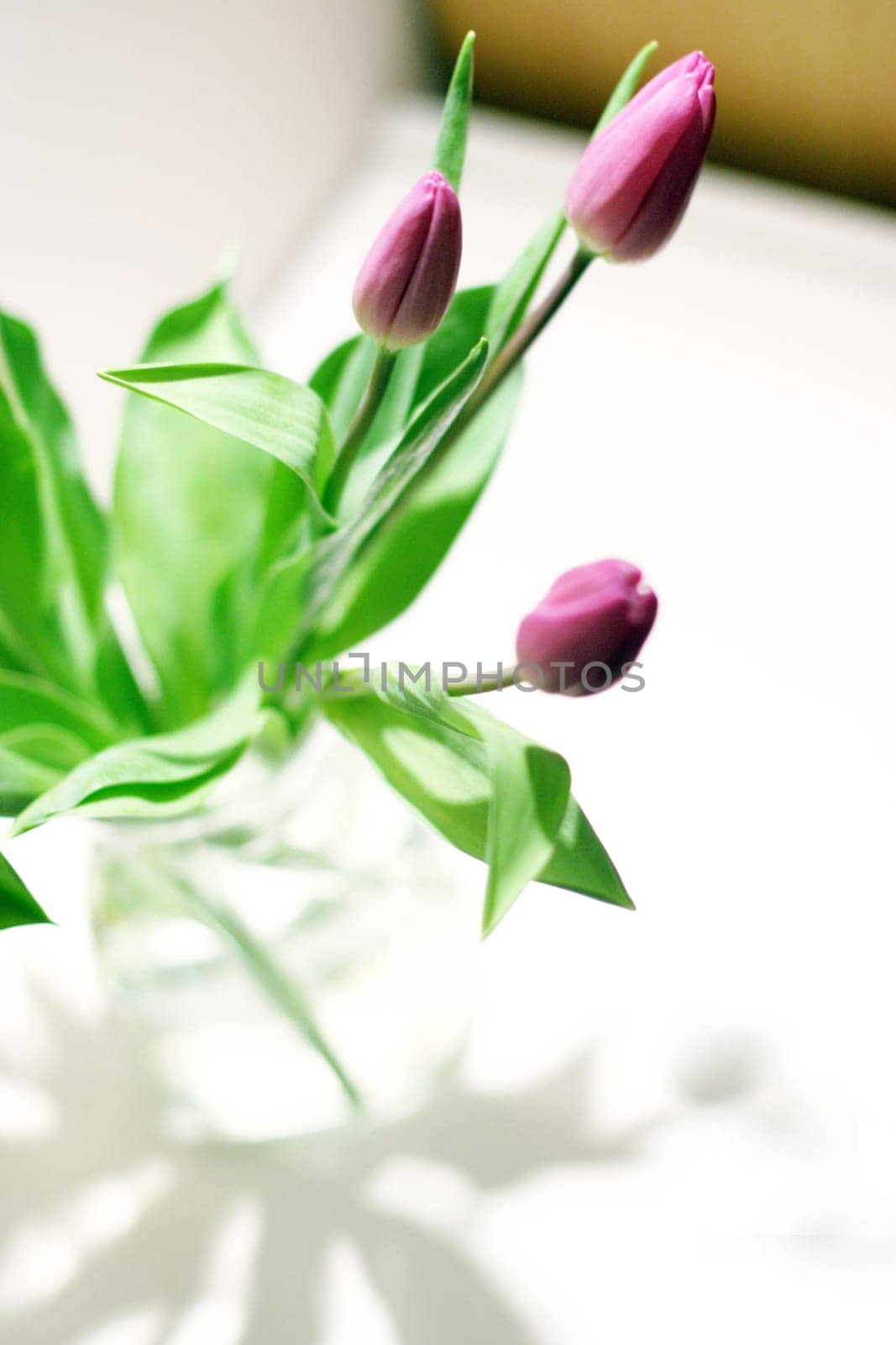 Three tulips