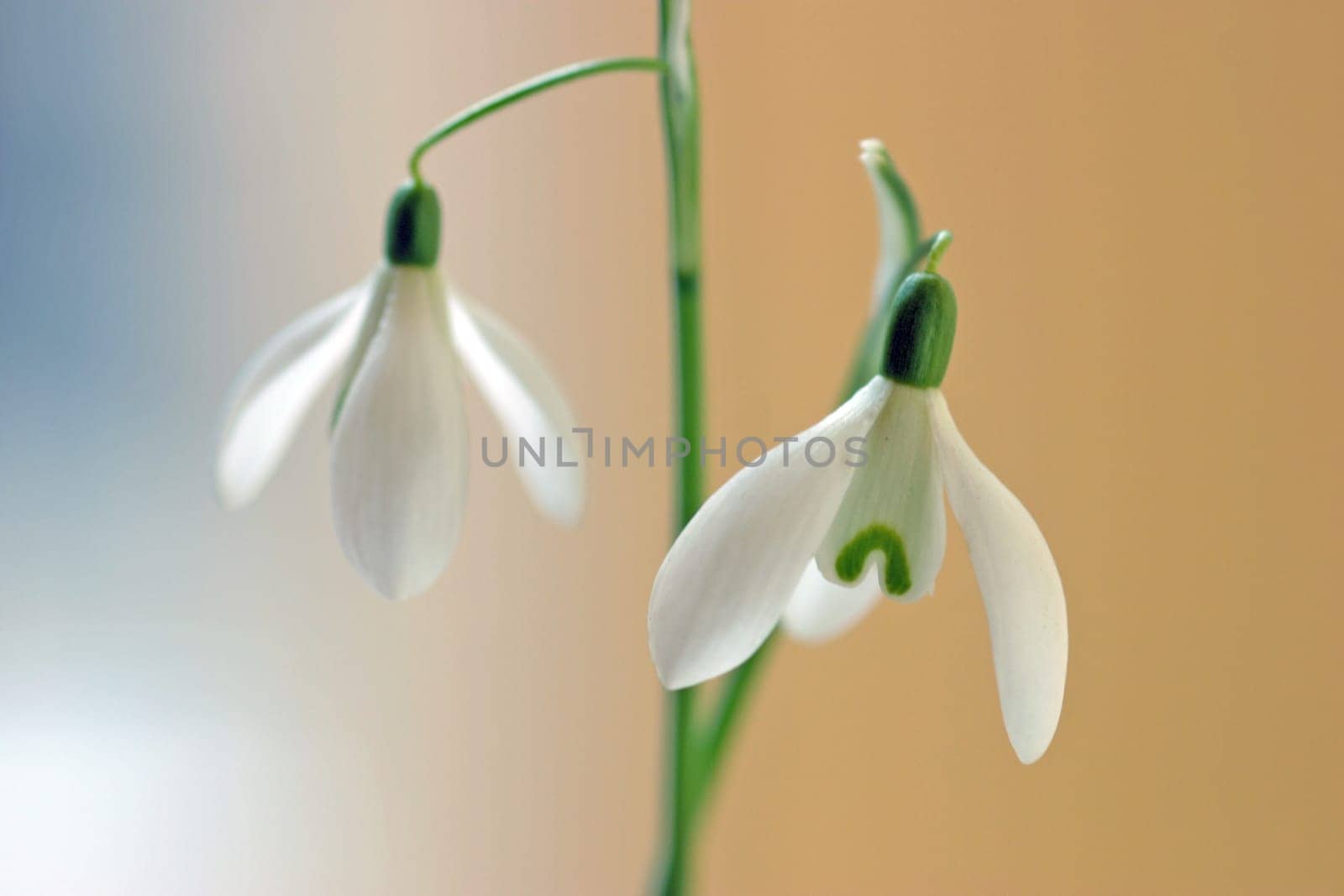 Two snowdrops