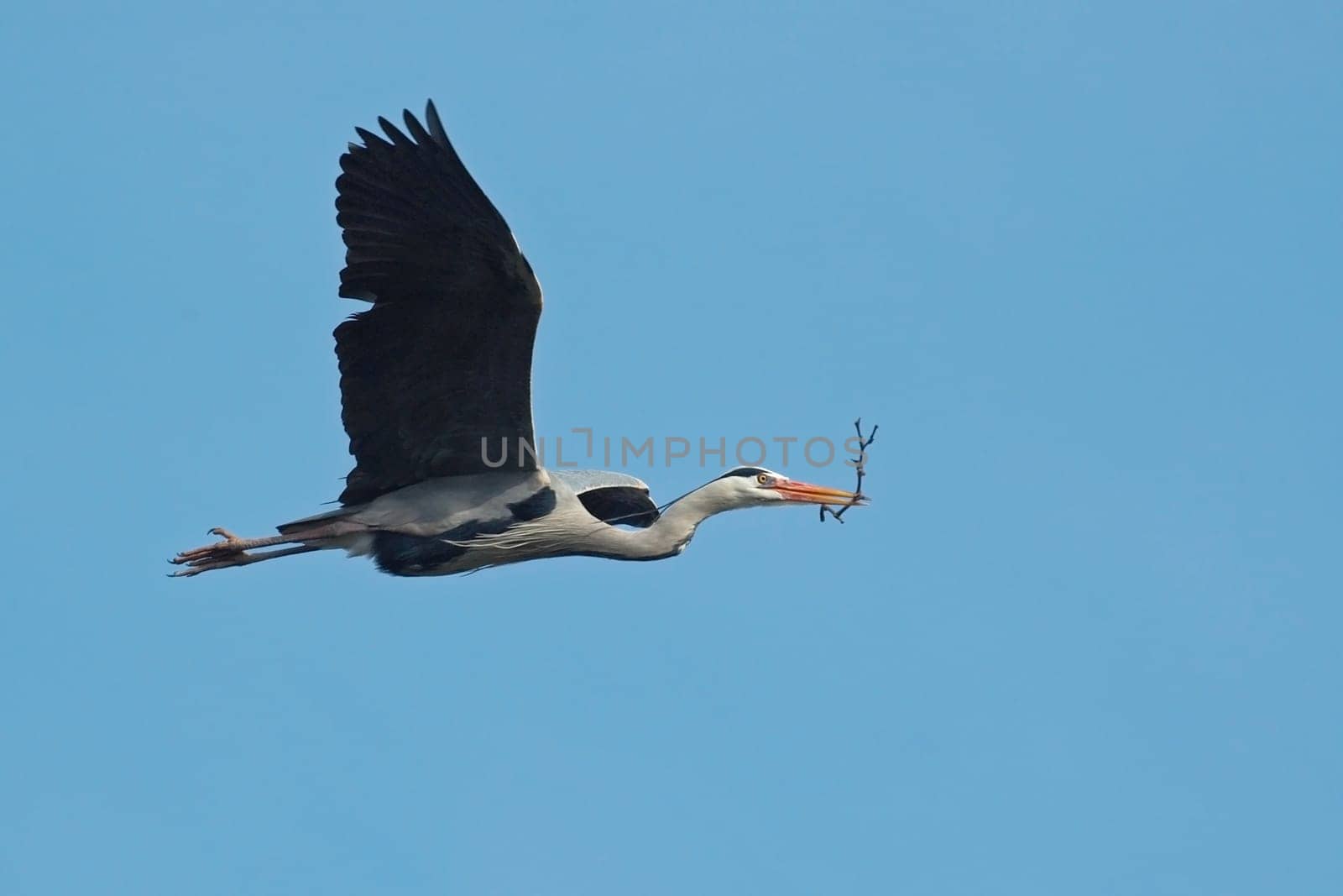 The nest building of the herons is in full swing :-) In the mating season,the feet and beaks turn a bright orange.