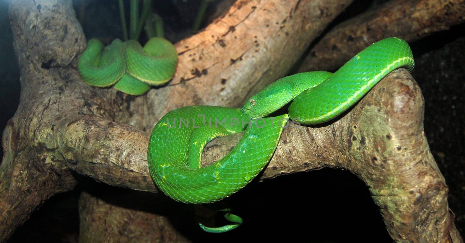 green tree snake