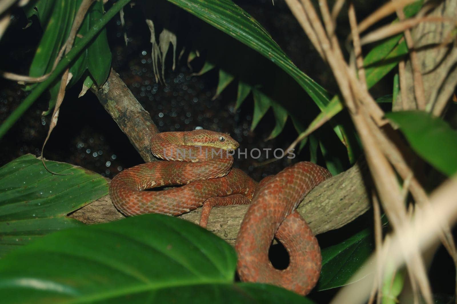 Tree snake
