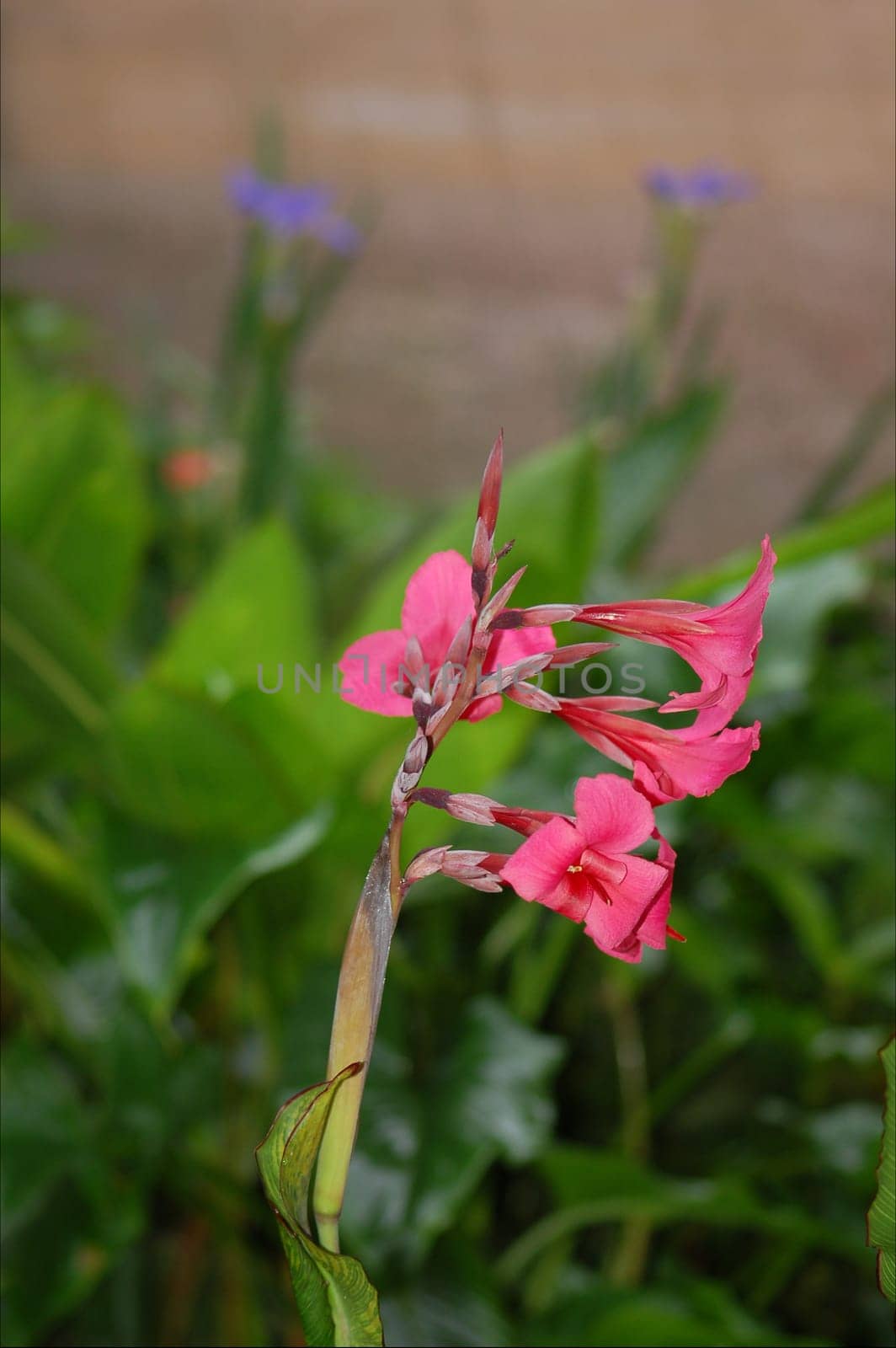 pink flower