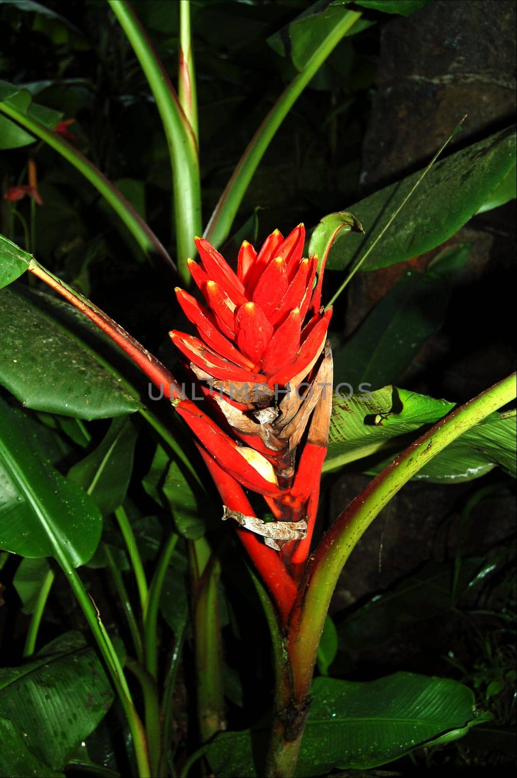 red jungle flower