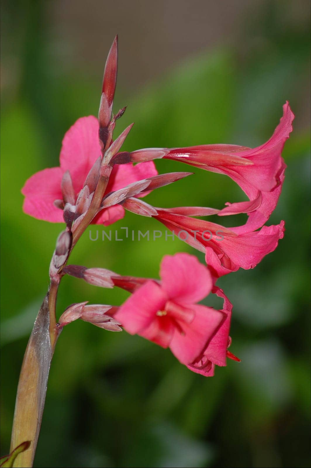 pink flower