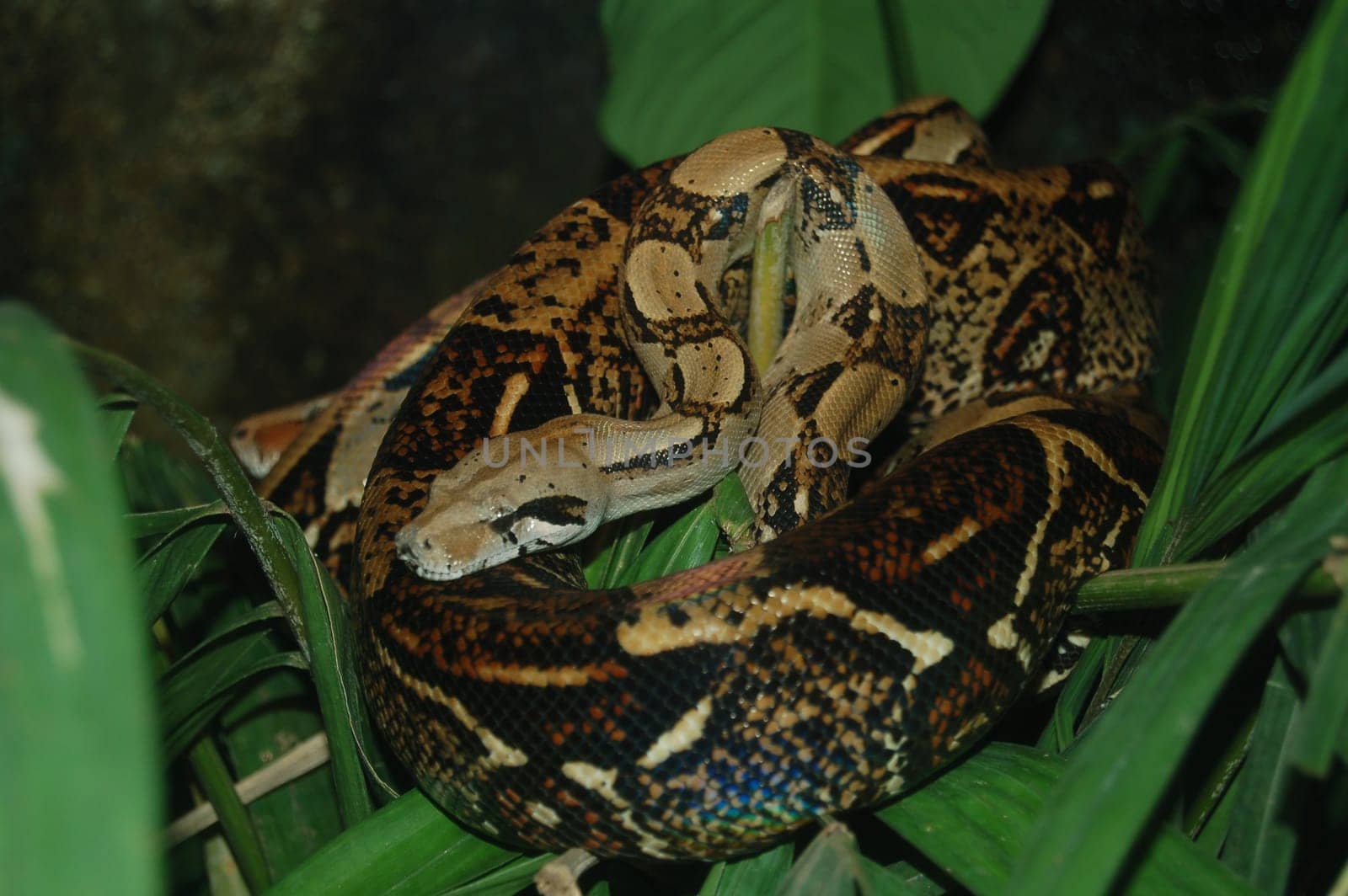 Boa Constrictor