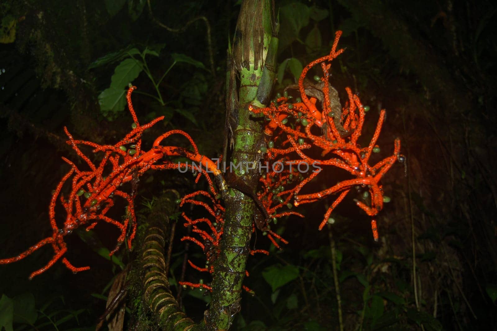 red jungle plant