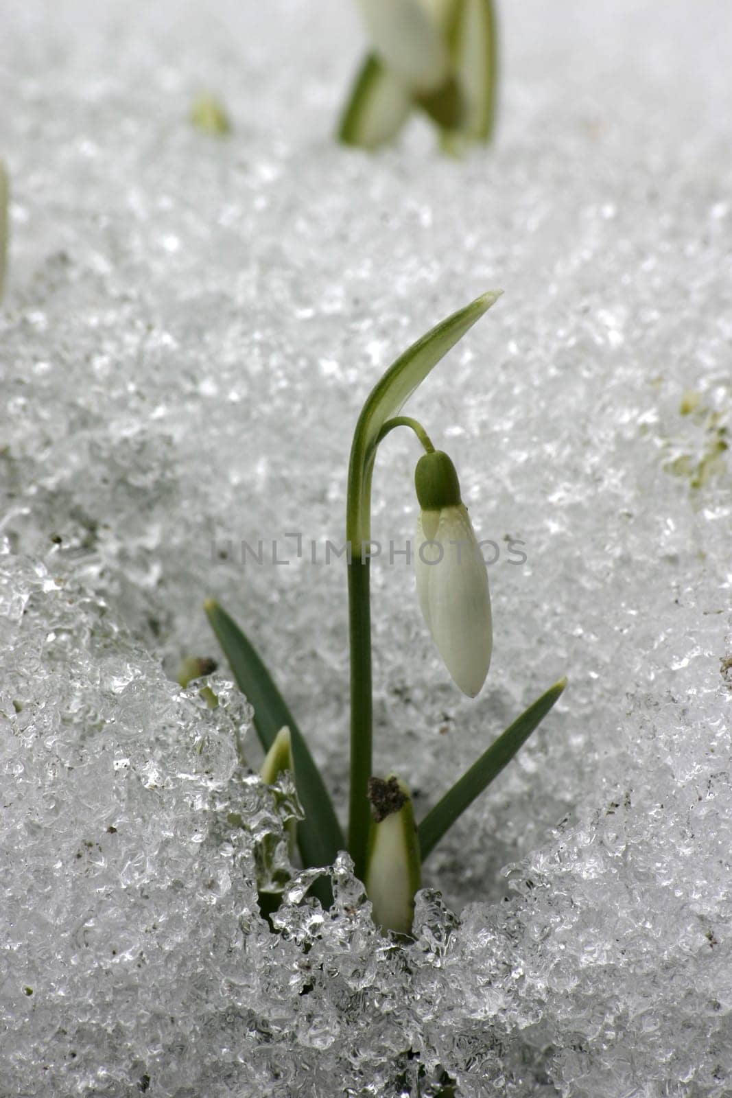 Spring Breakthrough