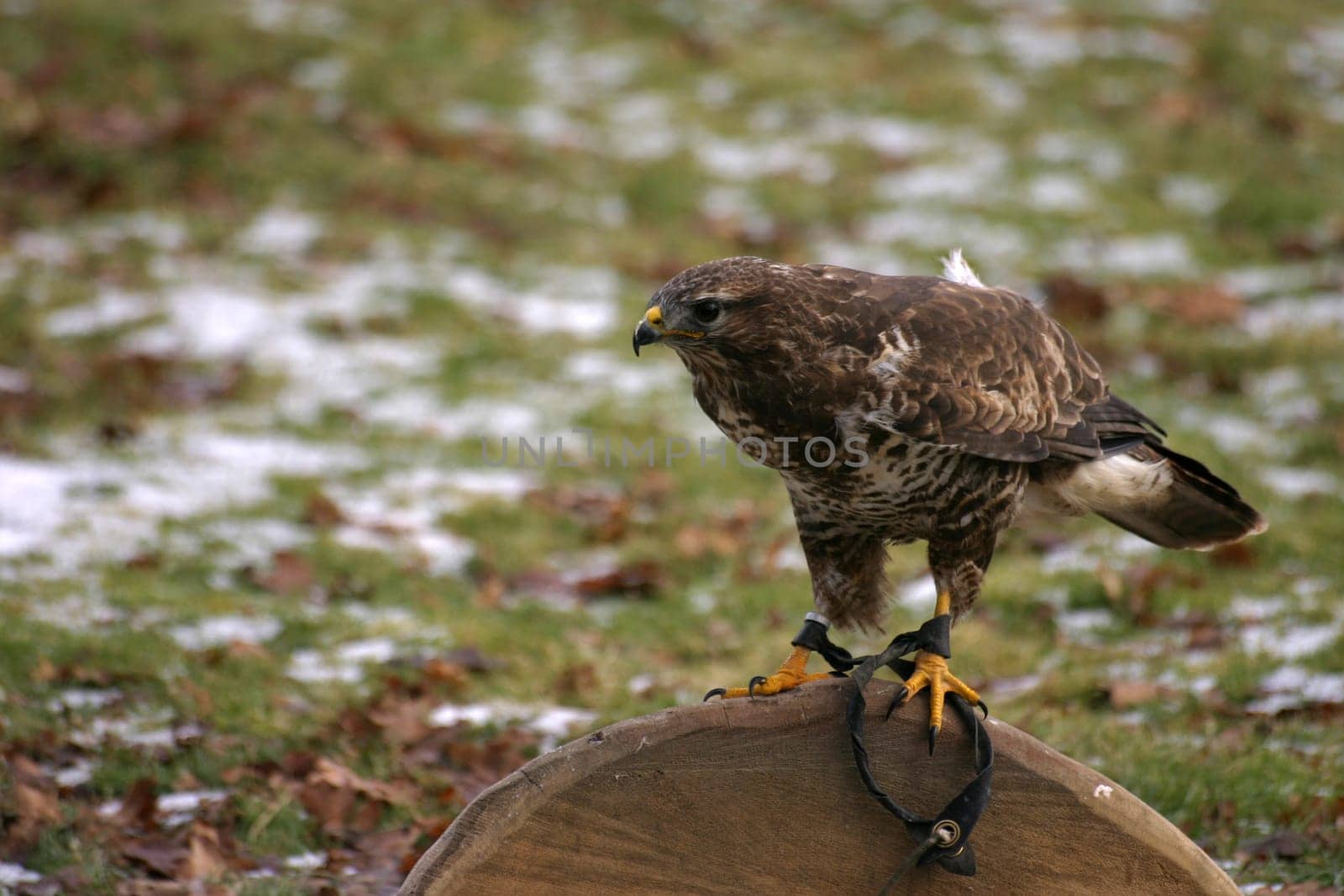Buzzard in a falconry