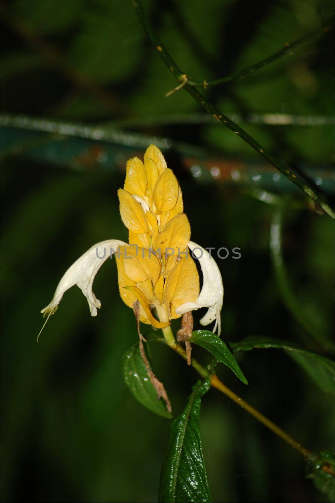 yellow flower