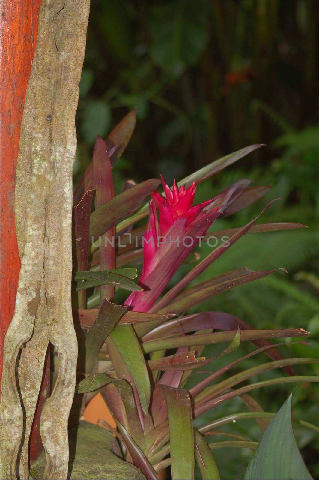 red jungle flower
