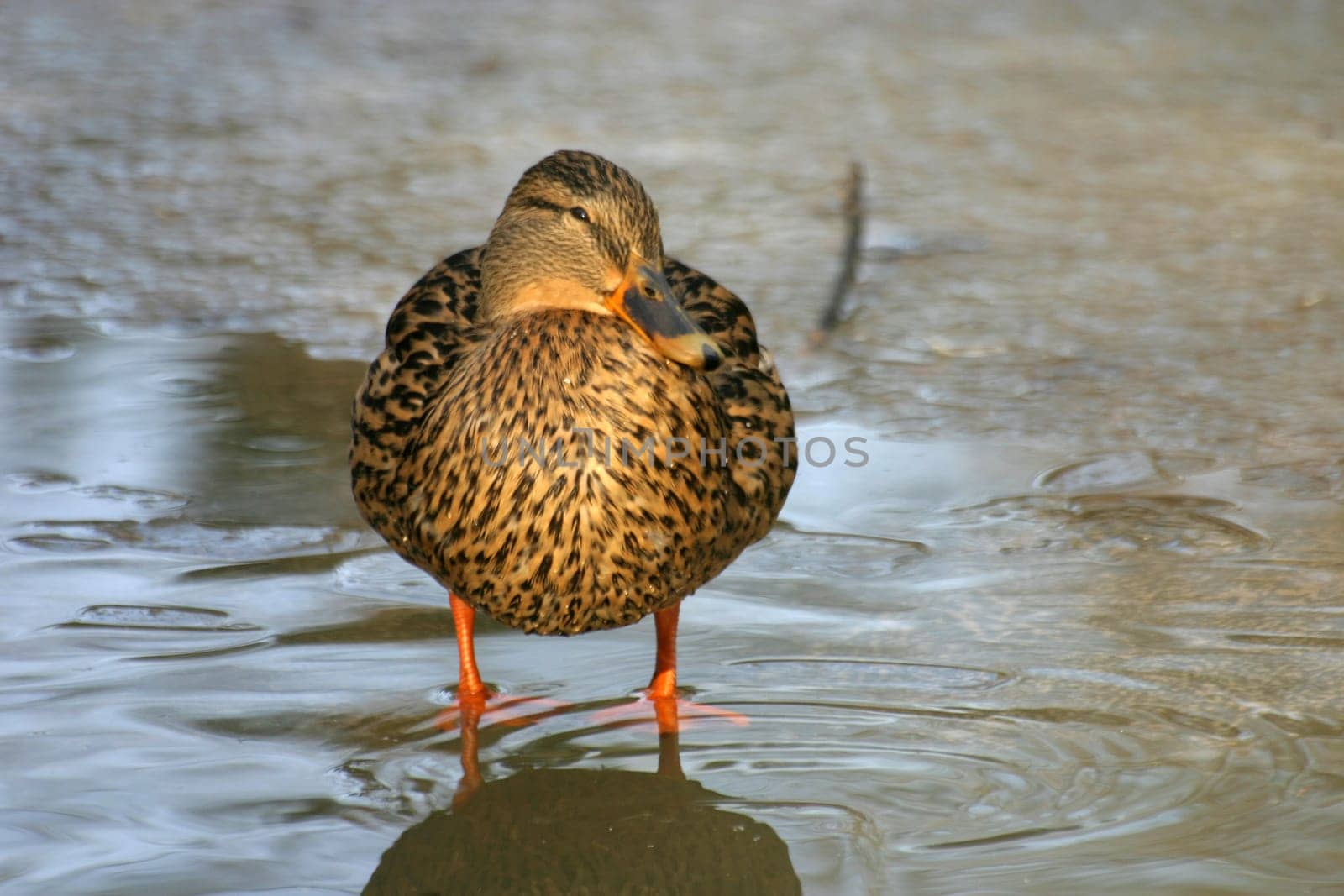 Female mallard duck in shallow water