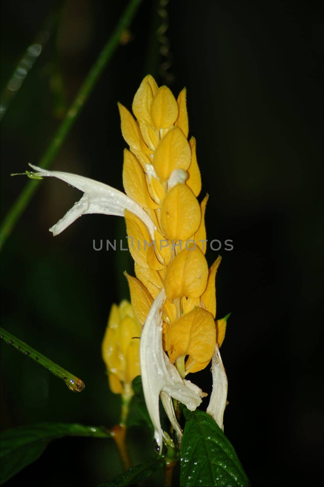 yellow flower