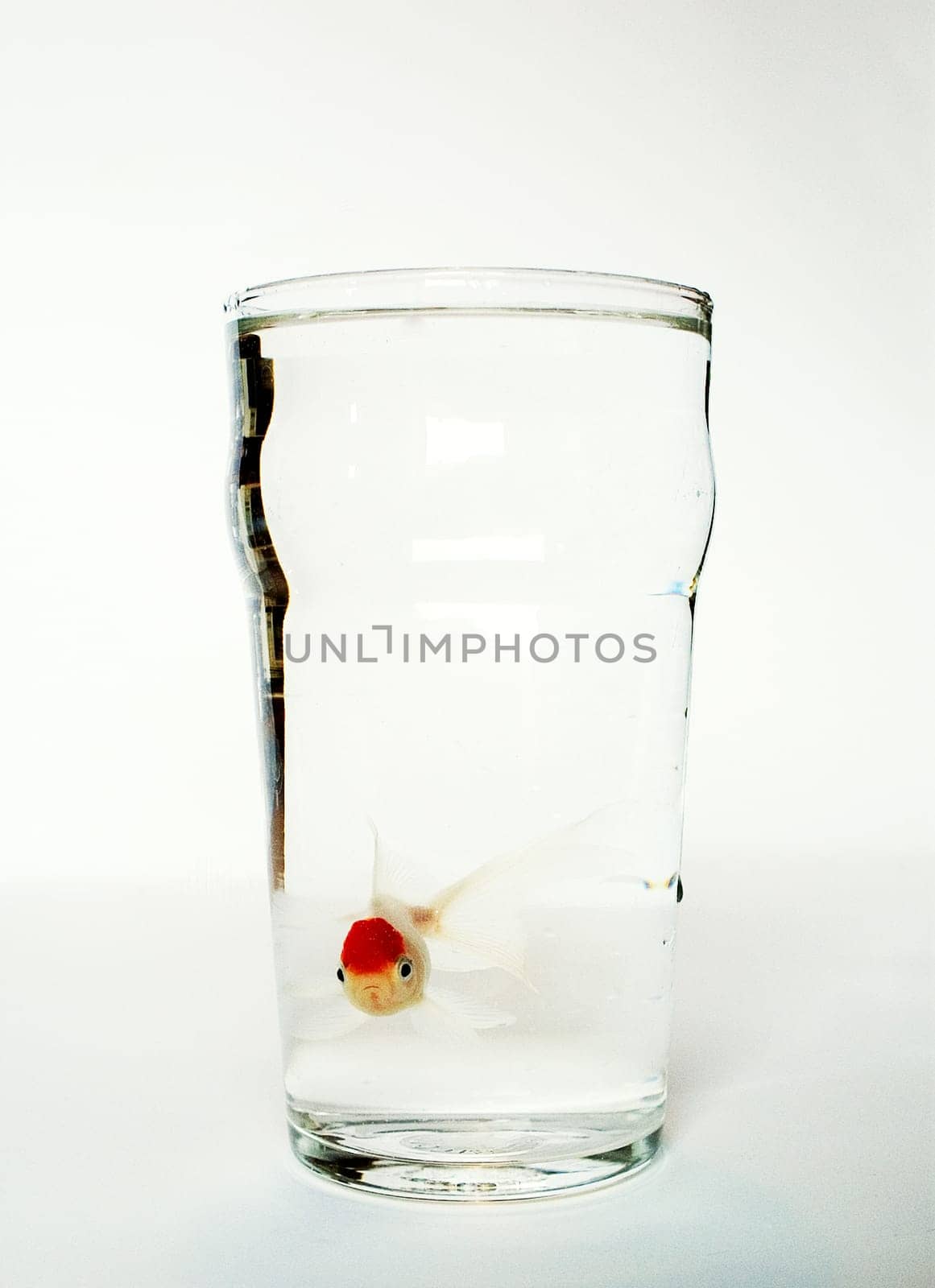A pint of fish...