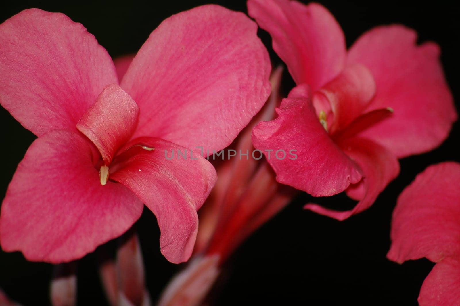 pale red