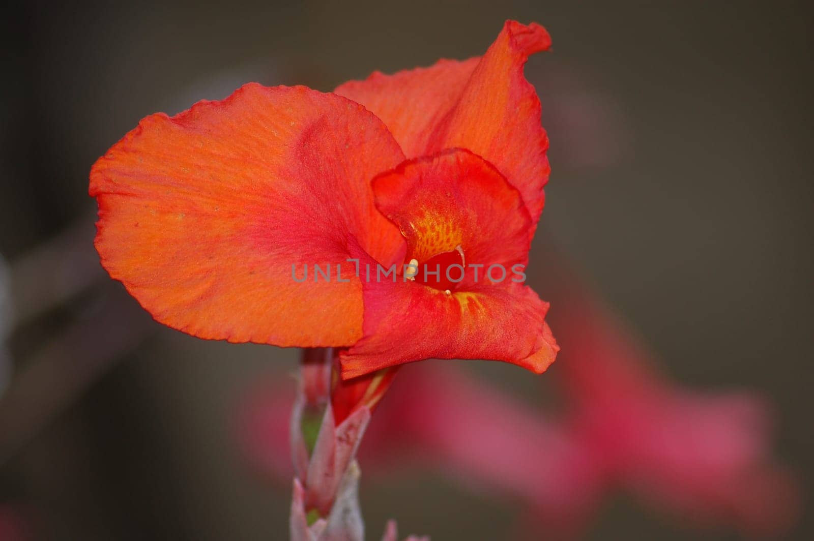 red flower