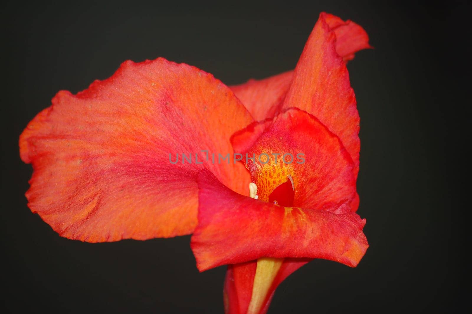 Erotic Red
