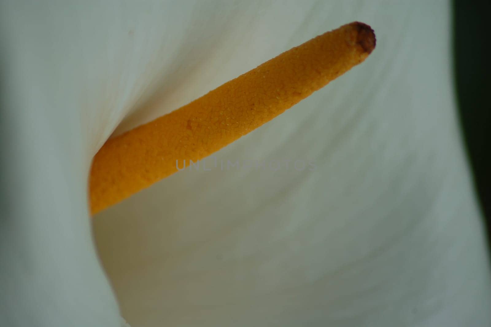 Phallic flower