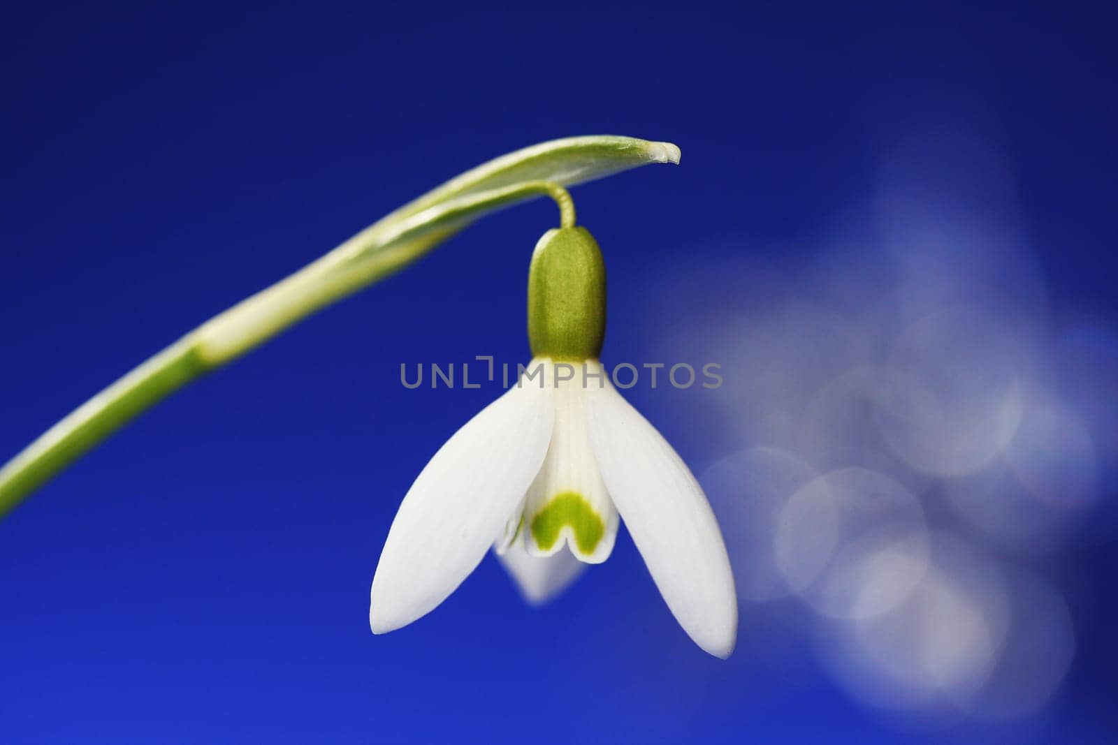 Spring is coming
