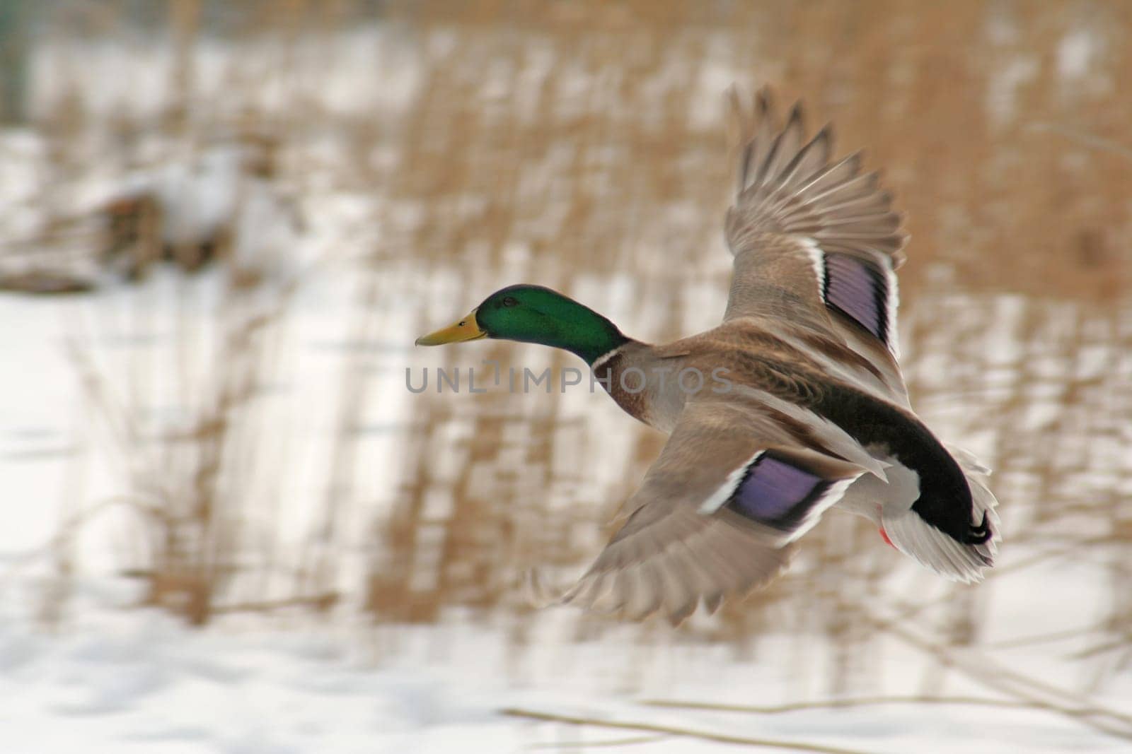 Flying duck