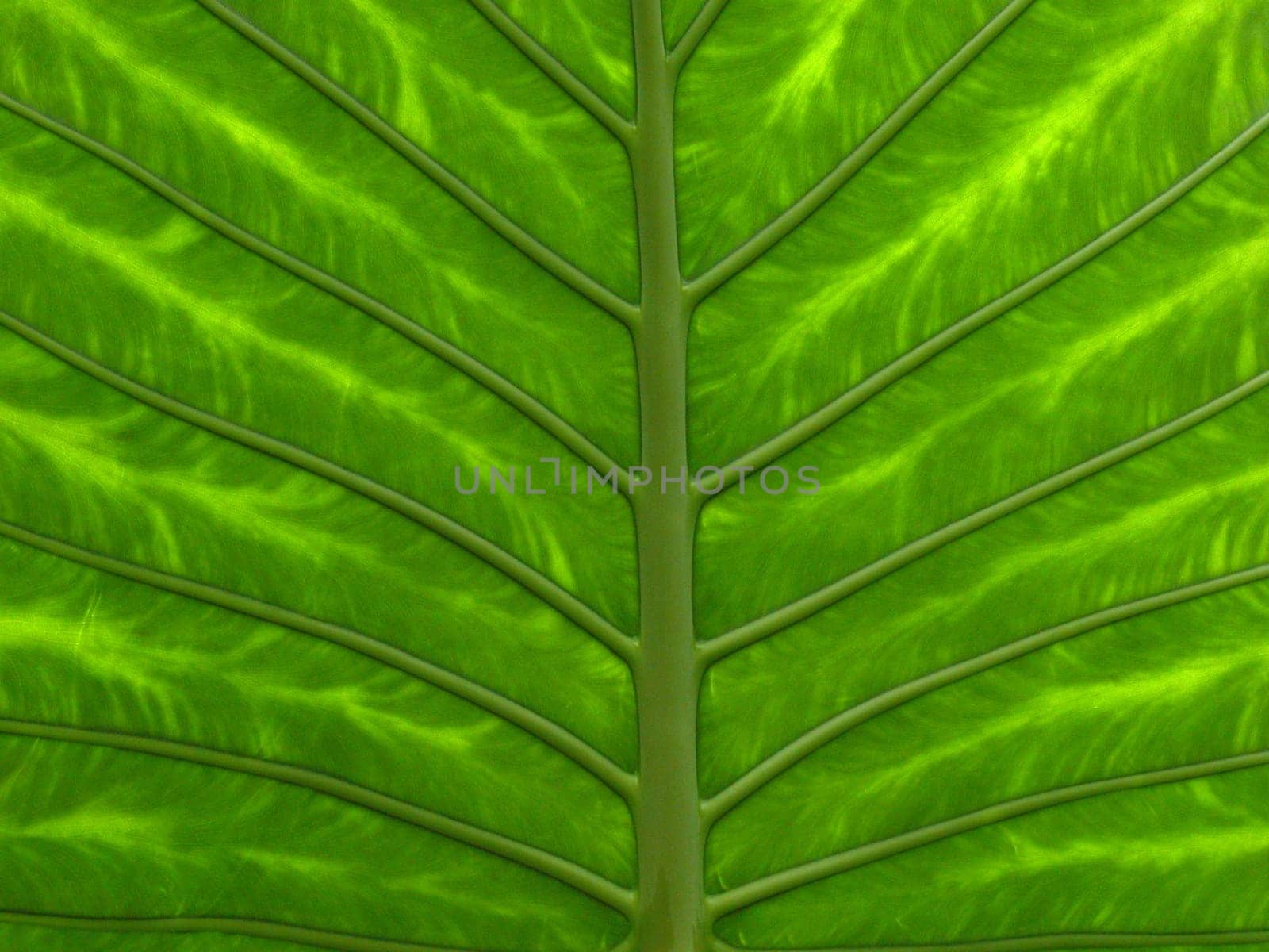 Elephant Leaf
