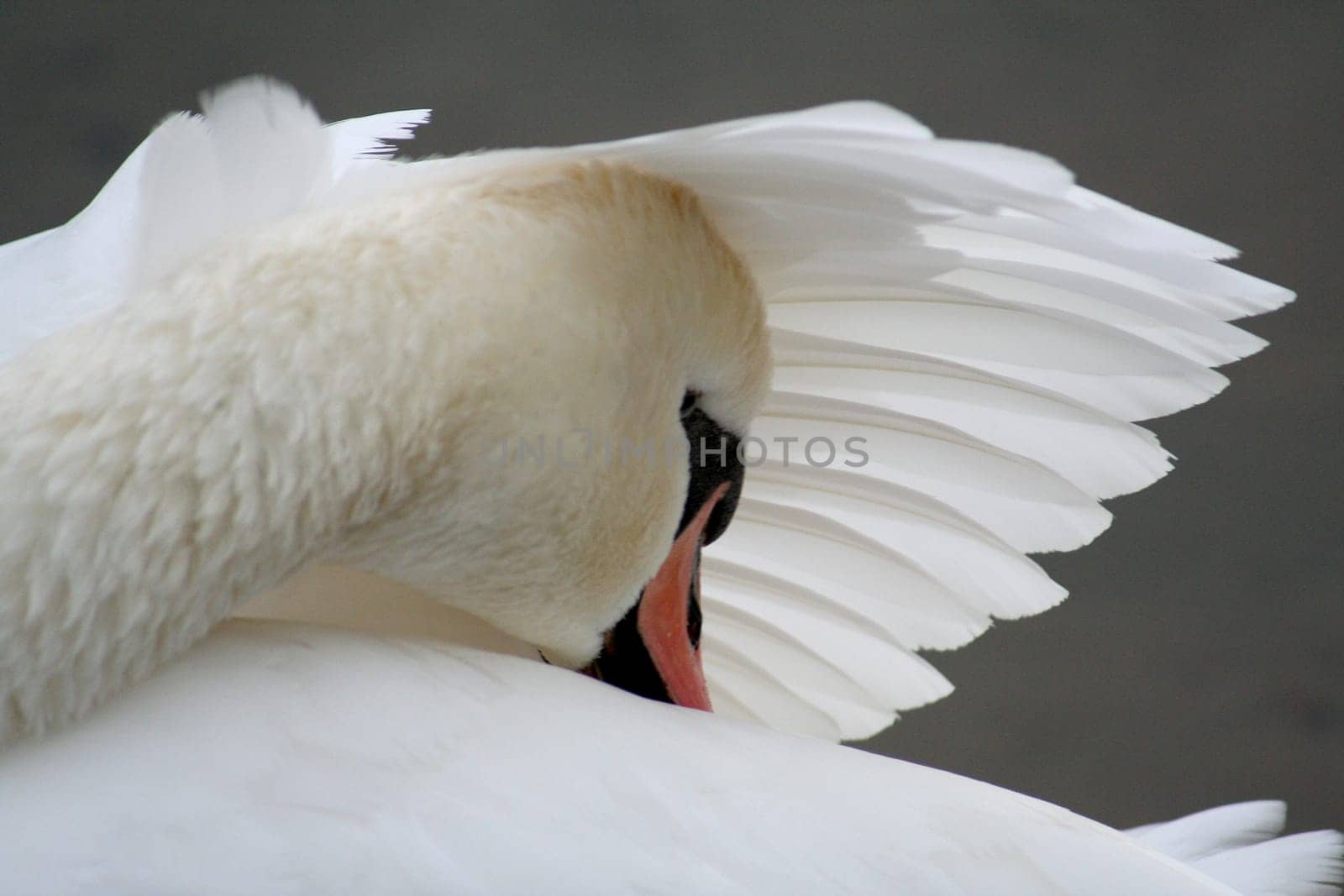 Protection Swan