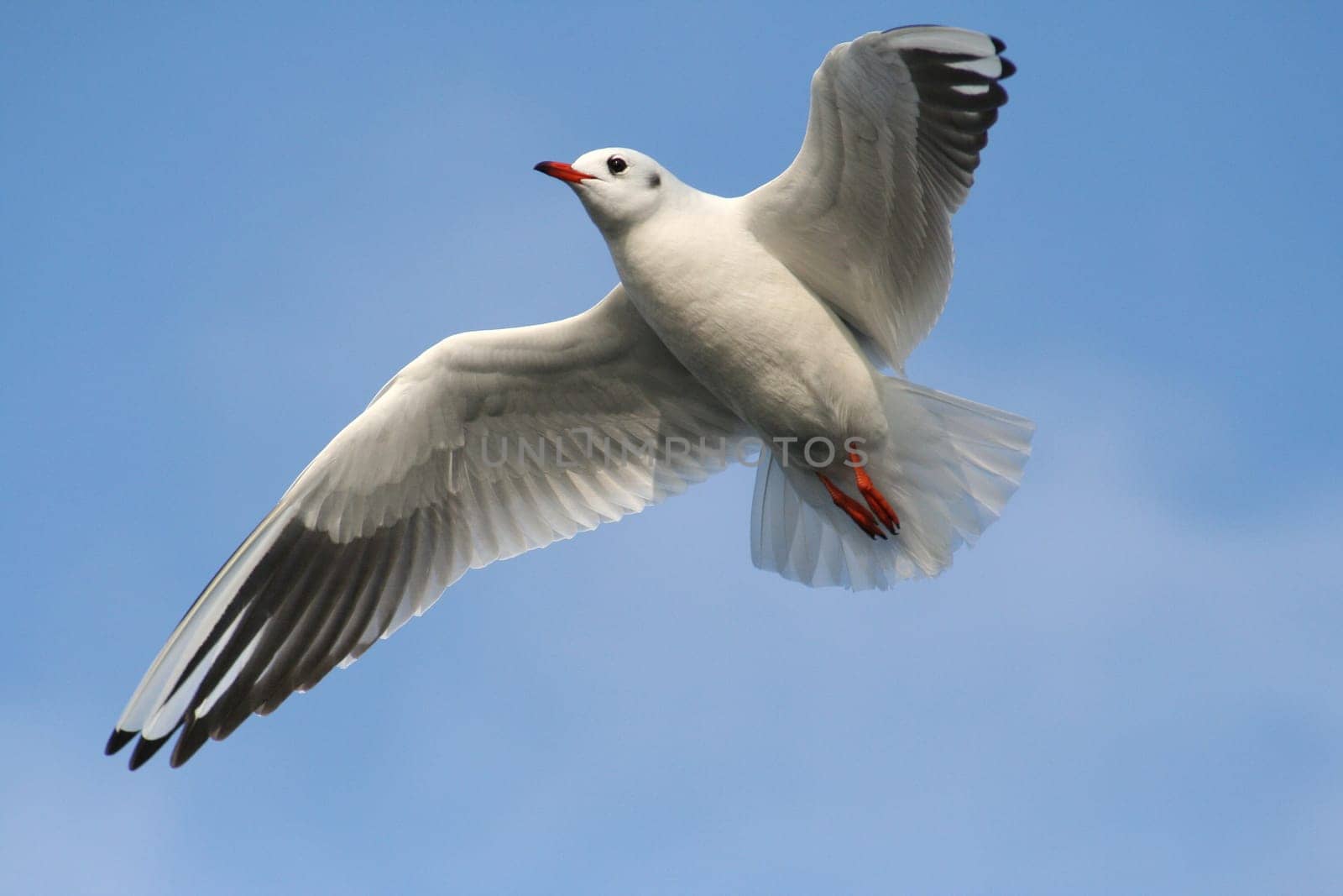 Seagull flight