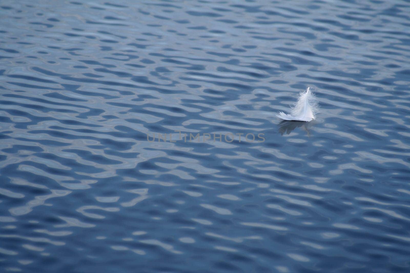 Feather in the water