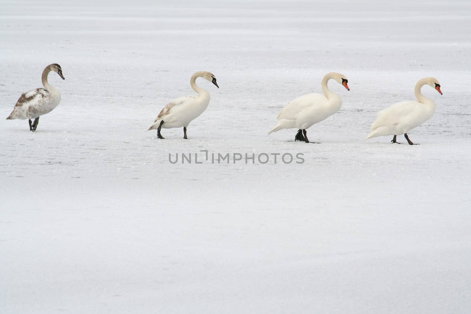 Swan March