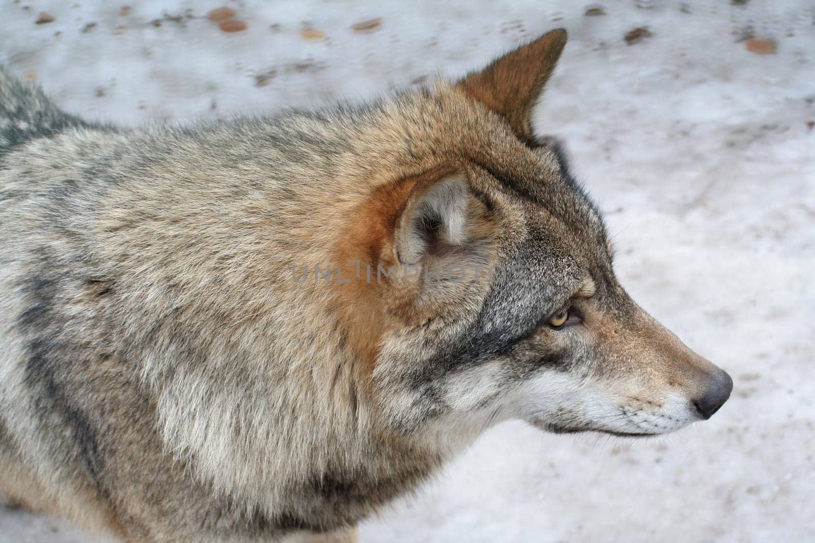 Wolf