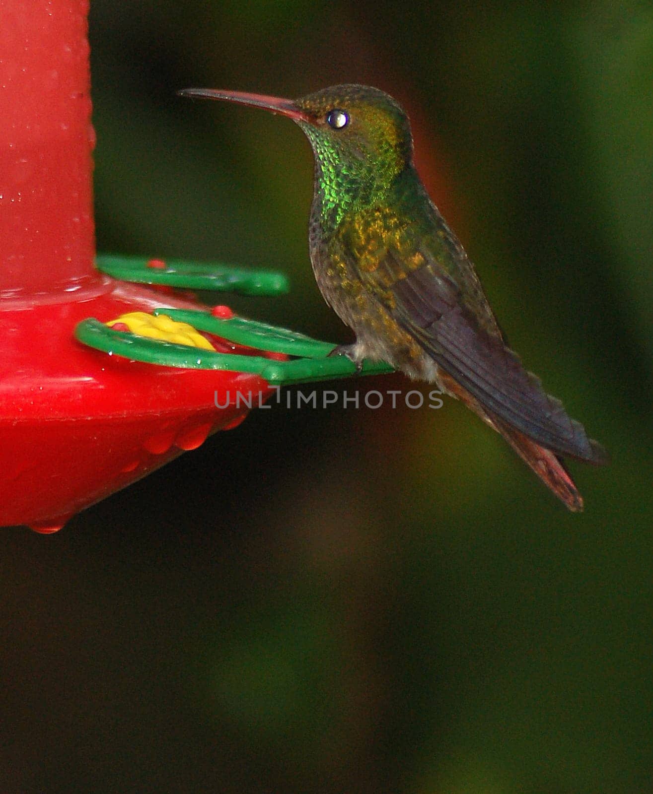 Hummingbird at the feeding site