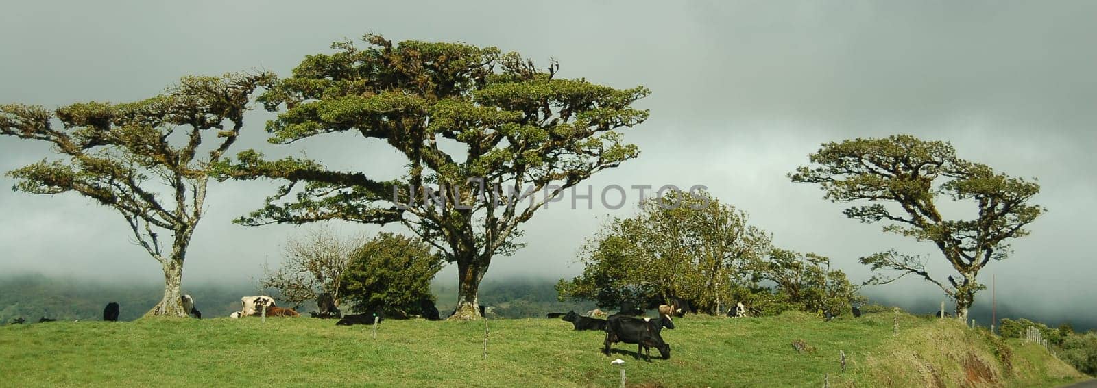 Cow pasture in the rainforest