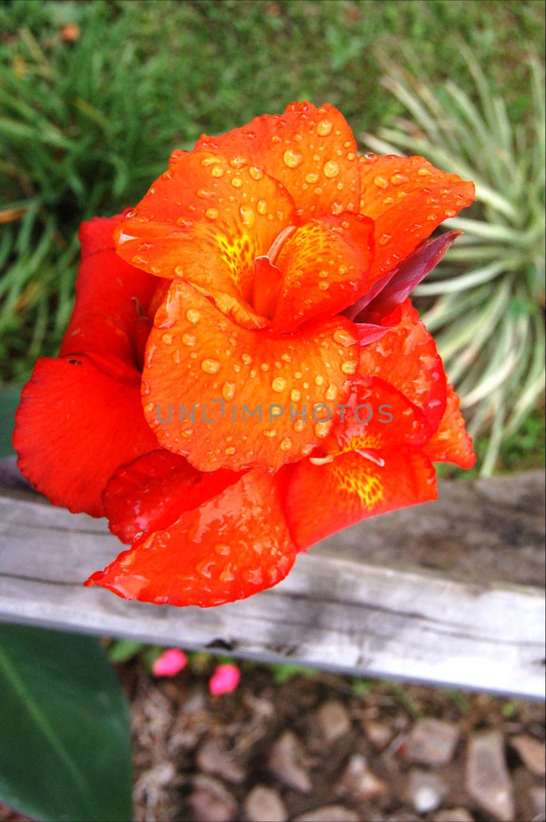 red flower after rain