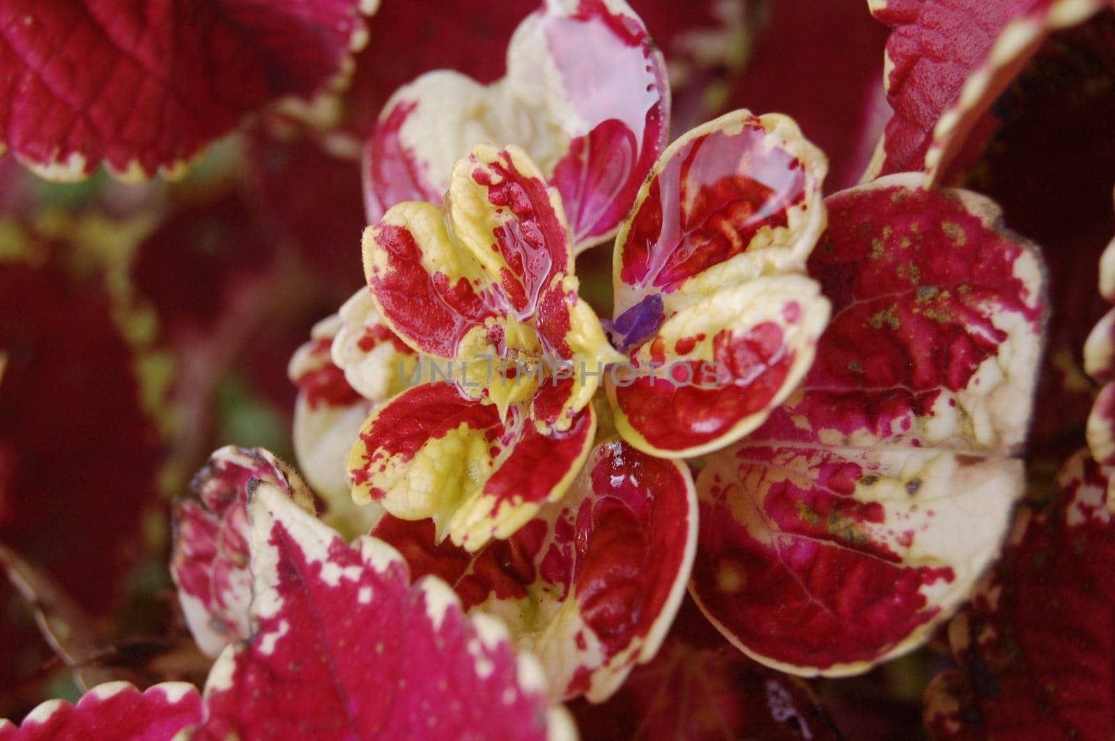 yellow-red pattern