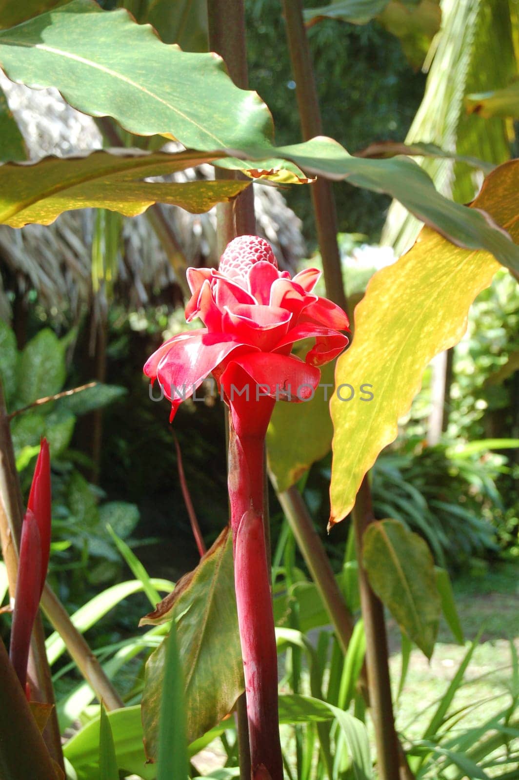 Jungle beauty