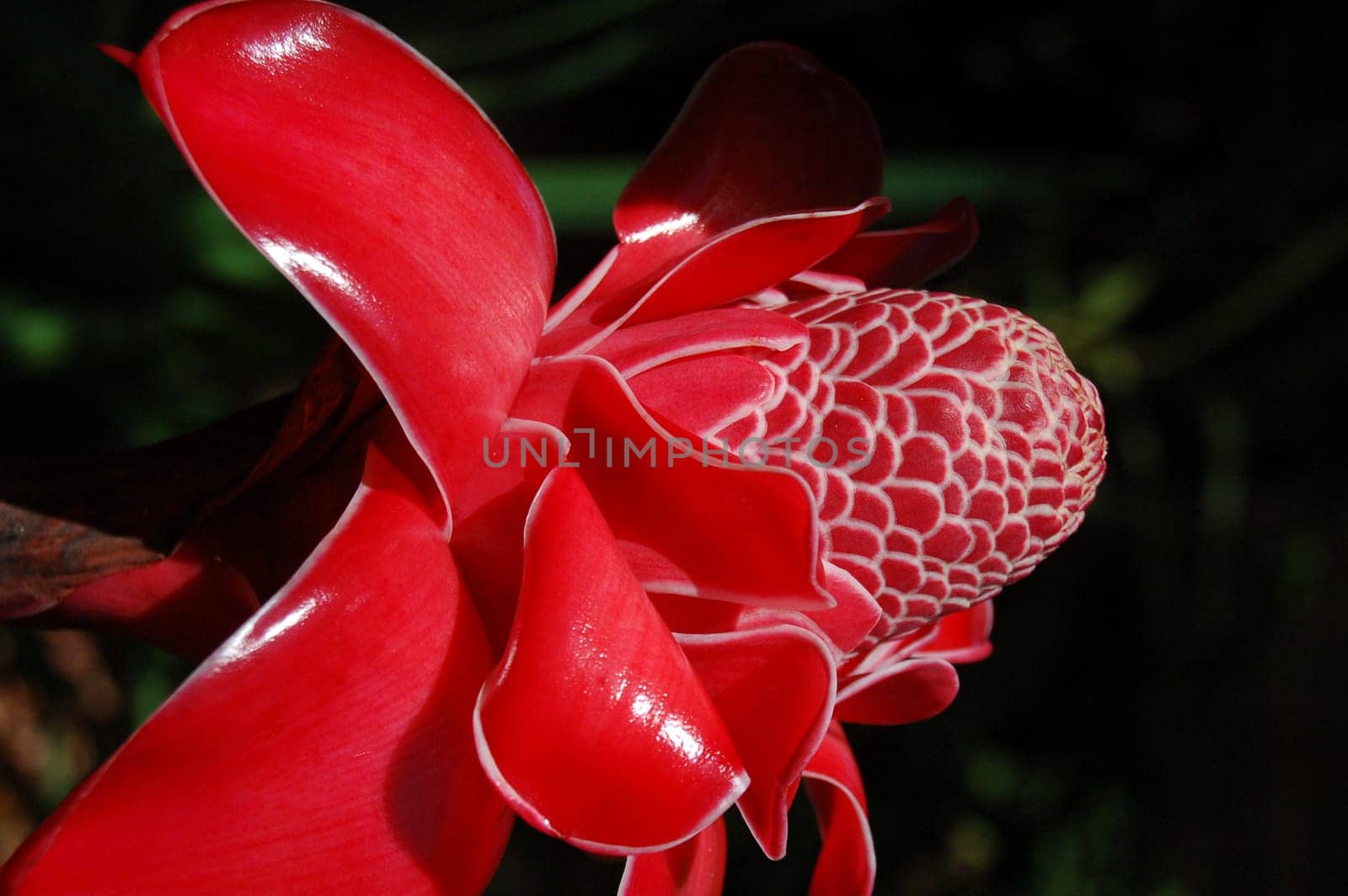 Jungle beauty