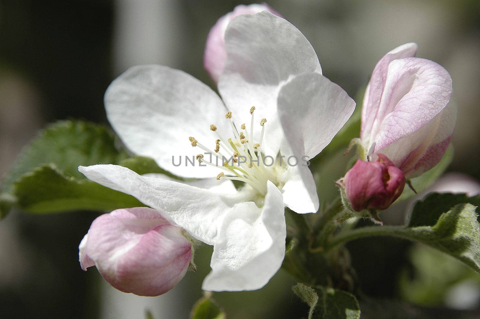 Apple Blossom 7