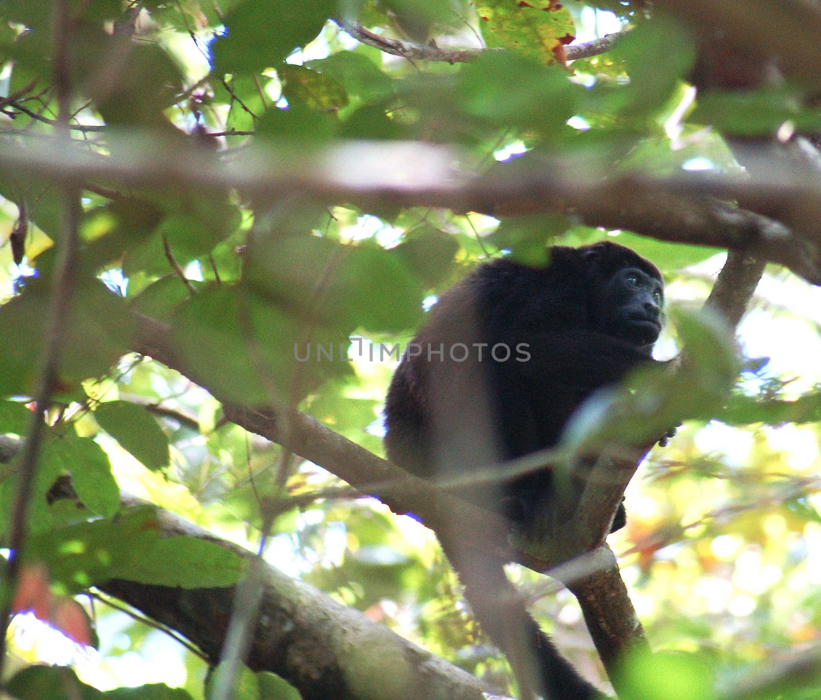 Spidermonkey