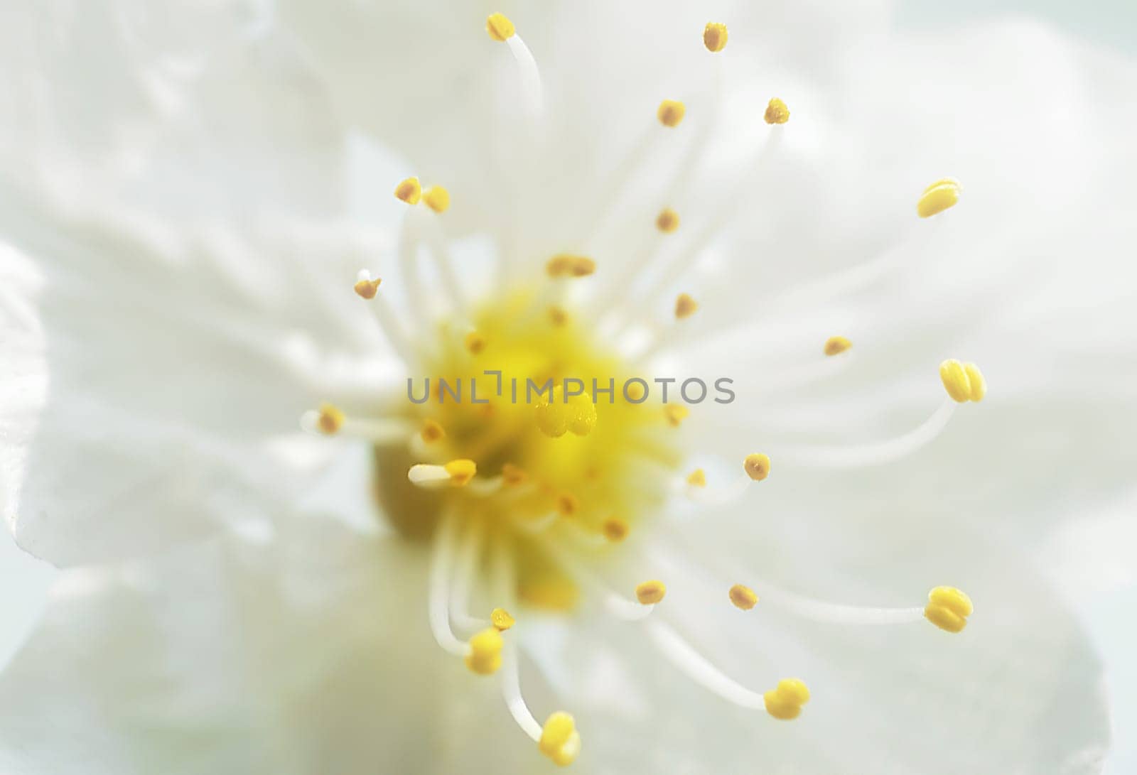 Cherry Blossom 1