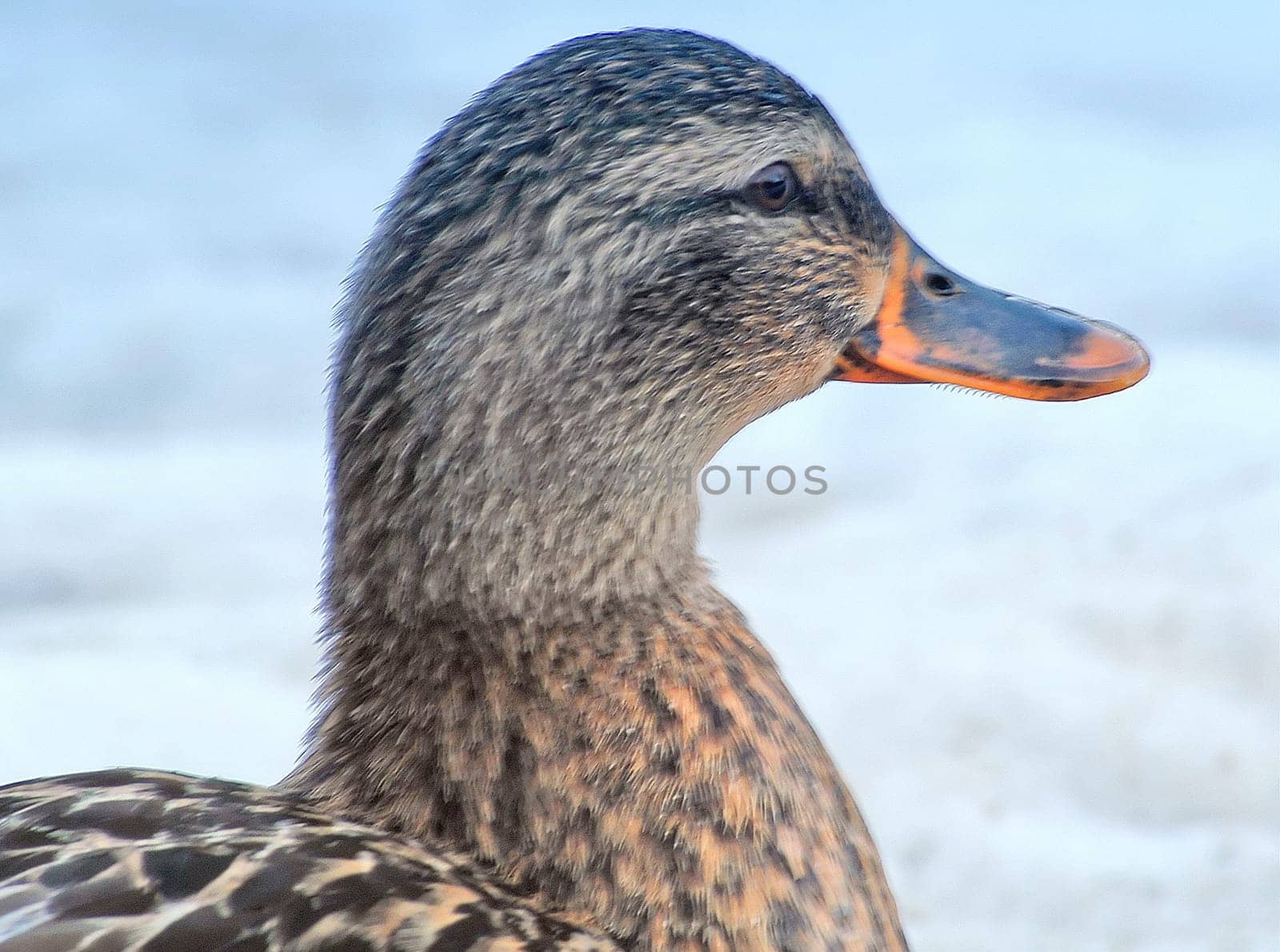 Duck 02
