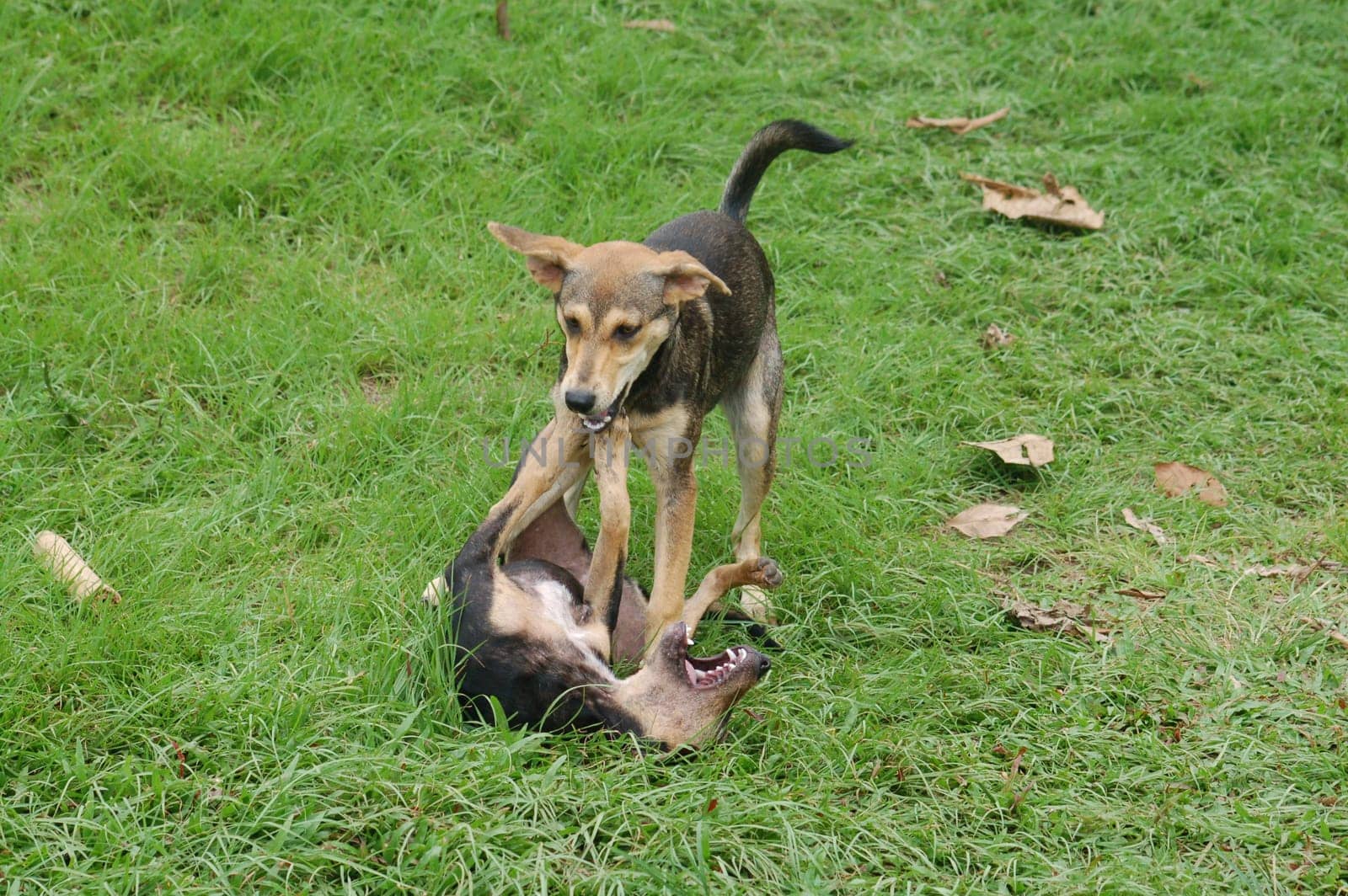 Playing dogs