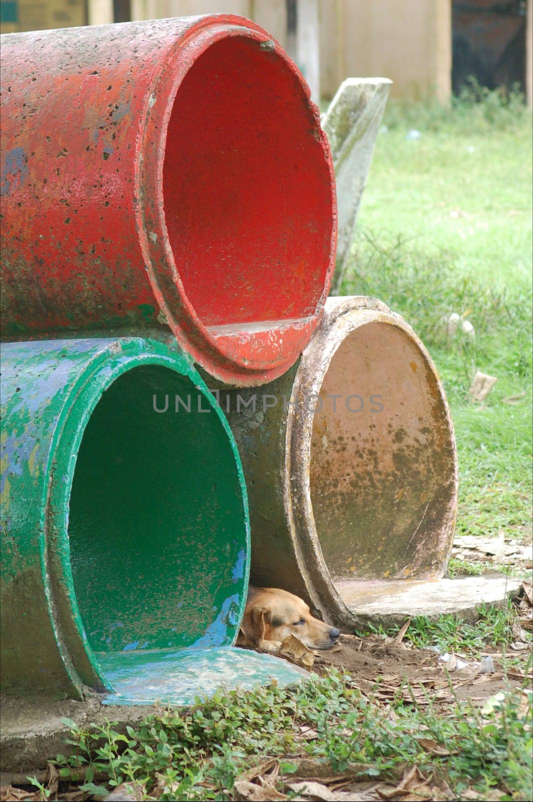 sleeping dog